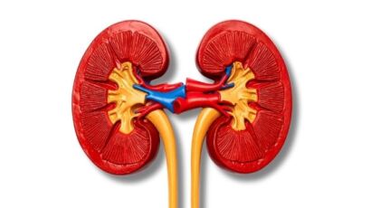 función del riñon