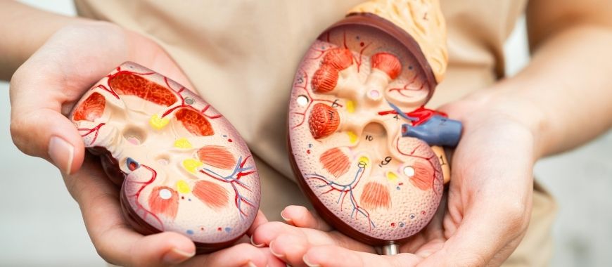 expulsar piedras del riñón naturalmente (503 x 323 px)